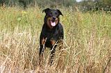 BEAUCERON 555